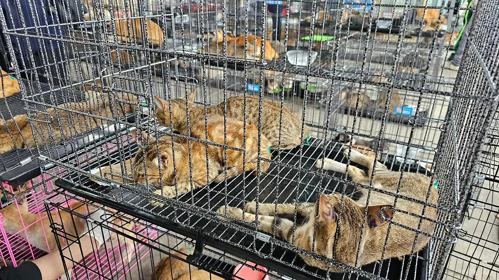 Katzenfleischhandel in Vietnam